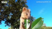 Quokka (VBR)